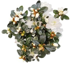 Azalea Blanca |DECOALIVE | Planta de Azales con Flores Blancas