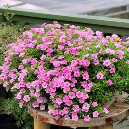 petunia semillas de perennes resistentes, semillas para jardín, decoracion exóticas resistentes al invierno para 15pcs