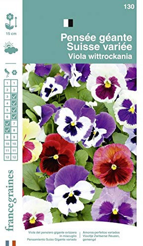 France Graines - Pensée Géante Suisse variée
