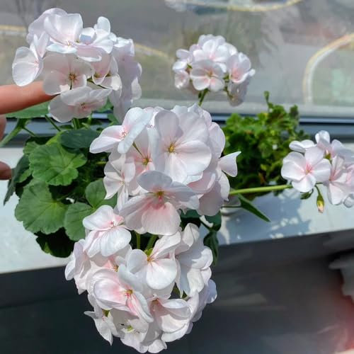 85 pcs geranien samen mehrjährig pflanzen balkon bio samen hängegeranien blumen pflanzen ostergeschenke hochbeet samen balkon garten wildblumensamen balkon blumen samen mehrjährige