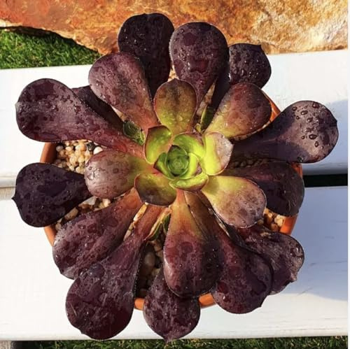 Aeonium velour specie arbustiva forma di rosa - vaso 12 cm