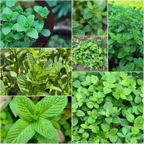 Semi di menta marocchino - da balcone resistenti giardino balcone serra ufficio semi di menta 750pcs