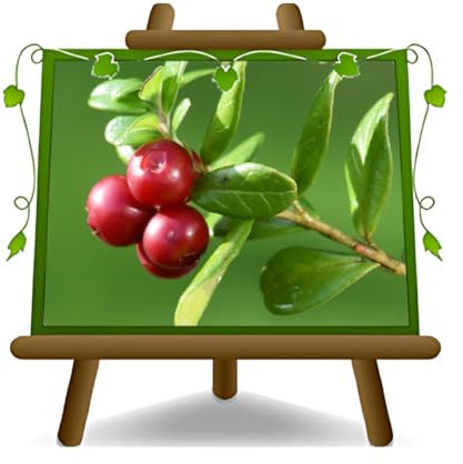 Myrtilles Rouge Stevens - Plante de fruits vieux sur pot 20 cm. - arbre max 110 cm - 2 ans