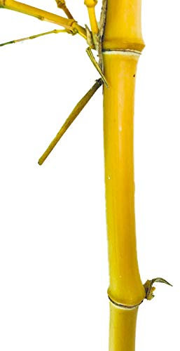Goldener Bambus 50 Samen -Winterfest- 'Phylostachys aurea'