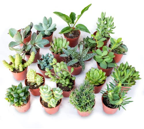 Italy Green Life - Set di 20 Piante Grasse Vere Senza Spine, Diametro Vaso 5,5cm I Mini Piantine da Interno ed Esterno | Piante Succulente Ideali per Scrivania, Casa e Ufficio | Regali Ecosostenibili