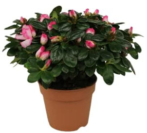 Flor de Azalea Planta Natural La Magia y la Elegancia de la Naturaleza en una Flor