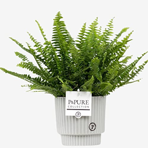 Boston Fern With Pot – Real Indoor Sword Fern Houseplant for Office, Home, Bedroom, Kitchen, Living Room – Perfect for Clean Air