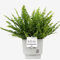 Boston Fern (Sword Fern) With Pot, Houseplant Real Indoor Plant for Office, Home, Bedroom, Kitchen and Living Room, Perfect for Clean Air, Delivered Next Day