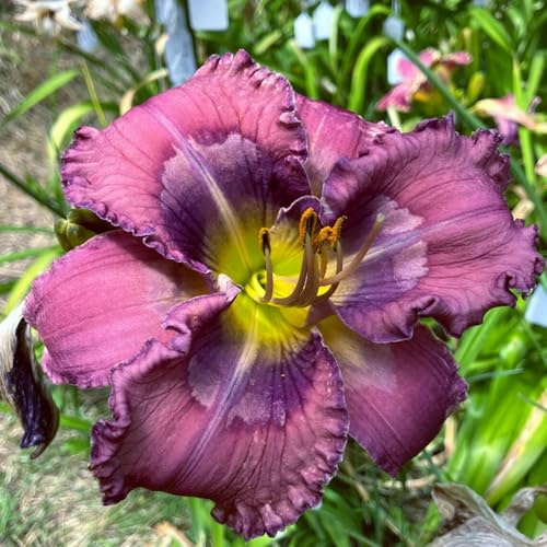Hemerocallis, Fácil de Plantar, Ideal para Jardín, Balcón y Macetas Exteriores-15pcs-d