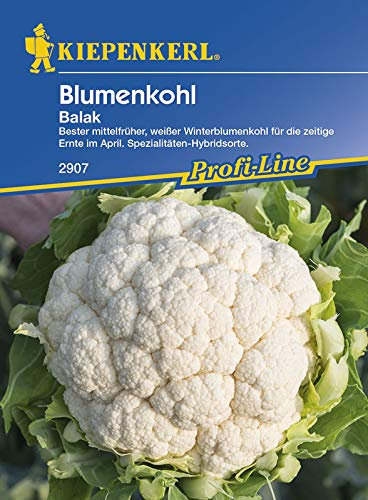 Blumenkohl Ballak | Blumenkohlsamen von Kiepenkerl