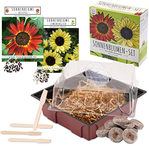 Set de plantation de tournesol - set de mini-serre, graines de tournesol & terre - idée de cadeau durable pour les amoureux des plantes (Éclipse + Jaune citron vert)