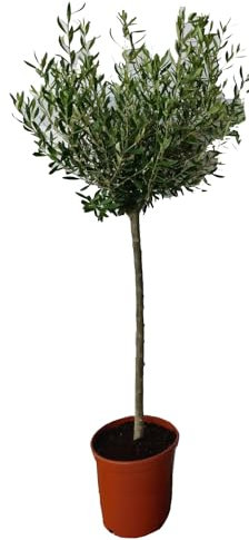 Sunny Tree - Albero di ulivo alto 130 centimetri - Olea europaea - Resistente fino a -18 - Fruttificazione - Albero da frutto - Luoghi soleggiati - Ulivi per esterni