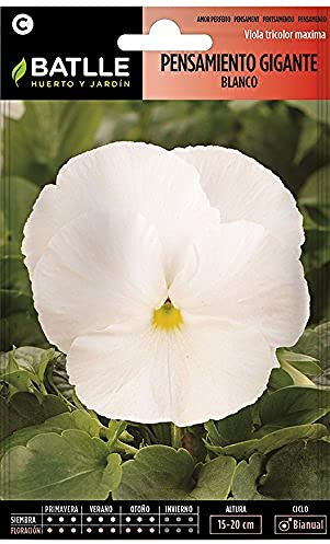 Semillas Batlle Weißer Riesendenken