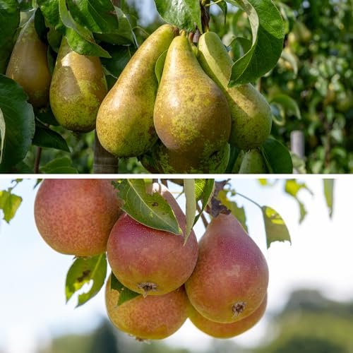 YouGarden Pear Patio Duo Fruit Tree 'Conference' and 'Louise Bonne of Jersey' Hardy Potted Tree 5L Pot 70-80cm Tall Grown Your Own Fruit in Gardens