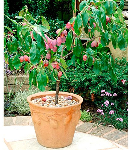 Patio Fruit Tree Plum Victoria 1 x Tree Approx 70cm Tall, Supplied in a 4-Litre Nursery Pot, by Suttons