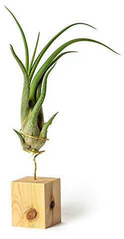 PLANDAIRE - Piante Tillandsia Vera Sospesa Caput Medusae con Supporto - Piante Aeree Vive - Pianta Figlia del Vento Pianta Vera da Interno - Air Plant - Piante da Casa Piante d'Aria (Legno di Pino)