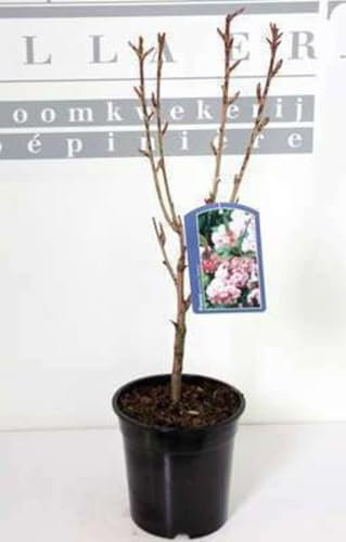 Prunus serr. 'Kanzan' - Cerisier Du Japon, Cérisier À Fleurs Japonnais 60-80 cm en pot