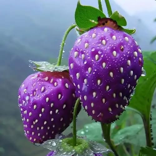 200pcs mehrfarbige Erdbeersamen, hohe Keimungsrate, süße Erbstück Fruchtsamen, organische Nicht-Gentechnik-Beeren, Easy Grow Garden Courtyard Balkon Anbau Violett