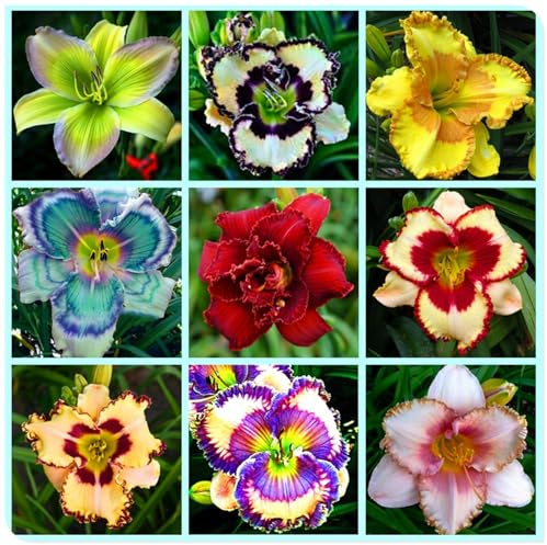 Ideal para Borduras Soleadas - Bulbos de Hemerocallis - Matas Voluminosas y Decorativas-15 Bulbos-I