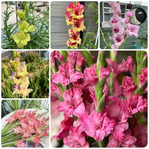 22 pcs blumenzwiebeln frühblüher - gladiolen zwiebeln balkon blumen deko hochbeete für garten, blumen geschenk pflanzen garten gartenpflanzen winterhart mehrjährig, balkonpflanzen