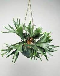 Neue frische 20 Stück Hirschhornfarn-Pflanzensamen