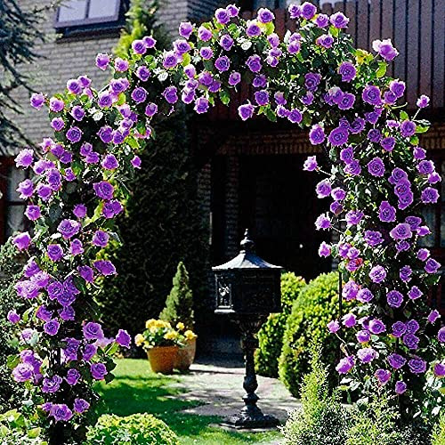 Rosier Grimpant Rose Setigera Graines De Fleurs Roses Jardin Maison Violet