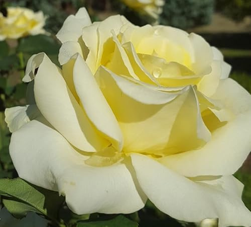 Amazing Rose Elina Hybrid Tea Rose Bush, 3L Pot, Garden Ready Plant, Outdoor Flowering Plant for Beds and Patio