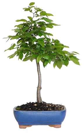 KENTIS - Charme Bonsaï - Carpinus Betulus - Plantes Ornementales d'Extérieur Véritables - Jardin Balcon Terrasse - H 40/50 cm Pot 21 cm