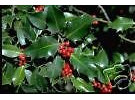 Ilex aquifolium INGLESE HOLLY semi!