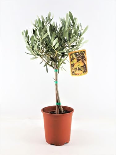 Olivenbaum Stämmchen 50-60 cm – Kleine Olivenpflanze für Garten, Terrasse & Balkon – Robuste mediterrane Pflanze, winterhart, dekorativ & pflegeleicht