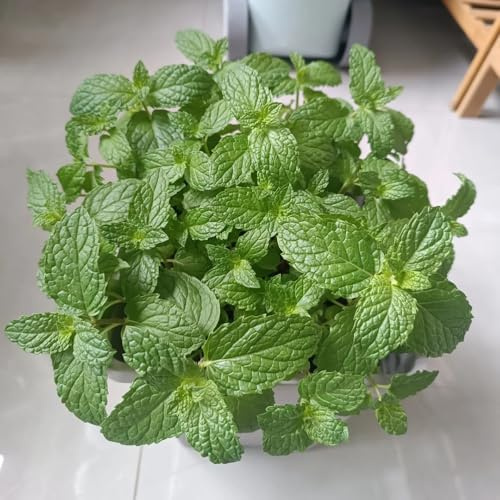 Semi di menta verde - aromatiche Semi di menta biologici rare semi da giardino roccioso sono resistenti resistenti 100pcs