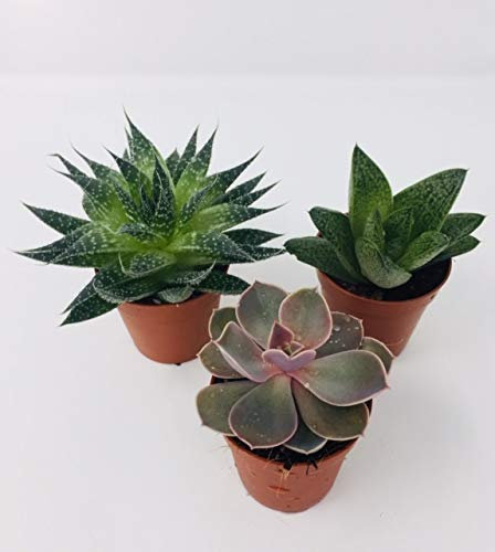 3 x Aloe Vera - Succulent Plant Mix - 2 Aloe Vera - 1 Succulent - Live Indoor Pot Plant