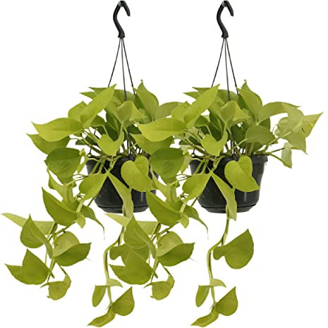 Epipremnum Golden Pothos - Scindapsus | 2 pièces - 25cm - Ø15cm - Plante d'intérieur - Vert persistant - Multideal