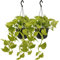 Epipremnum Golden Pothos - Scindapsus | 2 pezzi - 25cm - Ø15cm - Pianta d'appartamento - Sempreverde - Multideal
