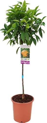 Mandarino Árbol Frutal Citrus Reticulata Planta Que Produce Mandarinas en Temporada