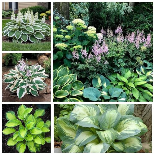 Rizomas de Hosta, Planta Perenne Resistente al Frío, Ideal para Zonas de Sombra y Decoración de Jardines-4 bulbo-E