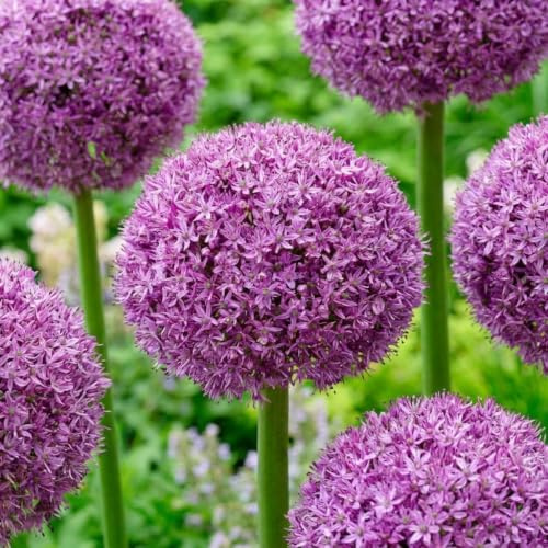 Dutch Bulbs Bulbo de Allium Super Bowl (paquete de 5 piezas), puerro ornamental gigante Giganteum, perenne, resistente Bulbos de flores de Holanda para jardín (grandes, sin semillas, no artificiales)