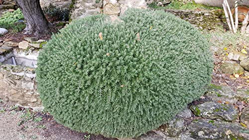 Rosmarinus officinalis 'Pointe du raz' / Romarin rampant/Conteneur de 3 à 4 litres/Aromatique