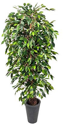 Künstlicher Ficus Benjamini Benjamina Multitrunk 180cm hoch mit feinen Echtholz Lianen zum Naturstamm verarbeitet und 1440 Blätter