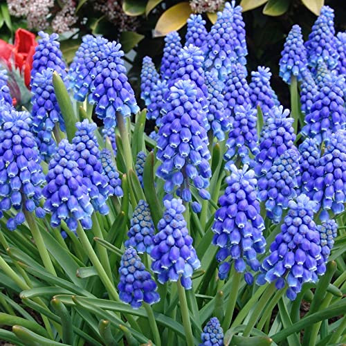 Muscari Armeniacum Bulbs x 15 – Grape Hyacinth – Blooms Year After Year – Spring Blooming – Showy, Fragrant, Good Cut Flowers – Cobalt Blue Colour