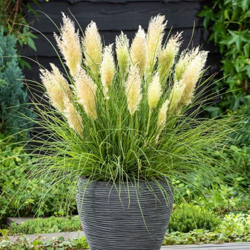 YouGarden Cortaderia 'Tiny Pampa', Pair of Established Plants in 9cm Pots, Pampus Grass for Gardens, Ready to Plant Pampus Grass