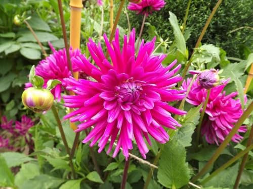 Dahlia 'Purple Gem' semi-Cactus Flowered - 5 tubers -