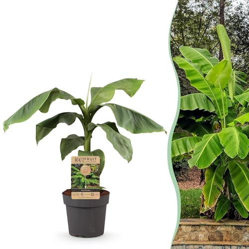 Planta frutal - Plátano de fibra japonés - Musa Basjoo - Hardy - 80-90cm - Ø21cm - Planta de jardín