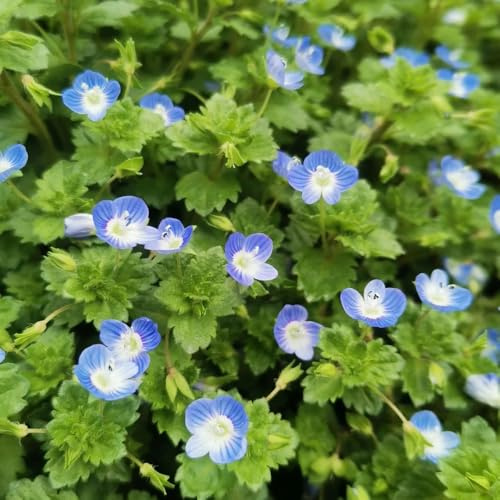 veronica semi da giardino balcone con parterre decorativo giardino ombra, semi perenni resistenti del 150pcs