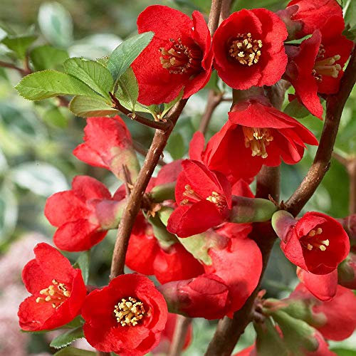 Japanese Quince 'Texas Scarlet' | Chaenomeles x superba | Vibrant Spring Flowering Shrub | Compact Deciduous Plant | Early Bloomer for Gardens, Hedges & Walls | Bee-Friendly