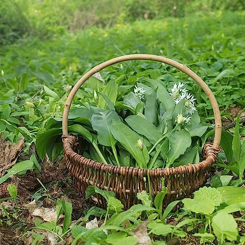 500 Stücke Bärlauch Samen Mehrjährig Winterhart, Bärlauch Samen Kaufen, Bärlauch Pflanzen, Kräutersamen, Hochbeet Samen Kräutergarten Indoor, Winterharte Kübelpflanzen Bärlauch Samen