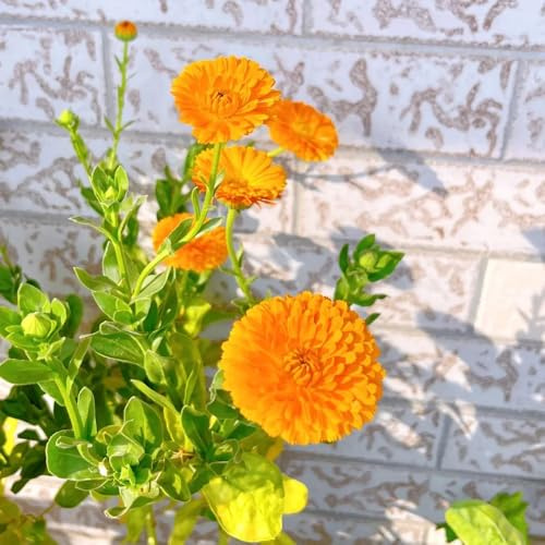semi di calendula biologici, calendula, ombra da giardino, d'appartamento, balcone rampicanti 750pcs