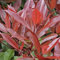 Photinia Fraseri - Arbusto de petirrojo de hoja perenne con hojas rojas de 2 litros, aproximadamente 25-30 cm de alto y ancho