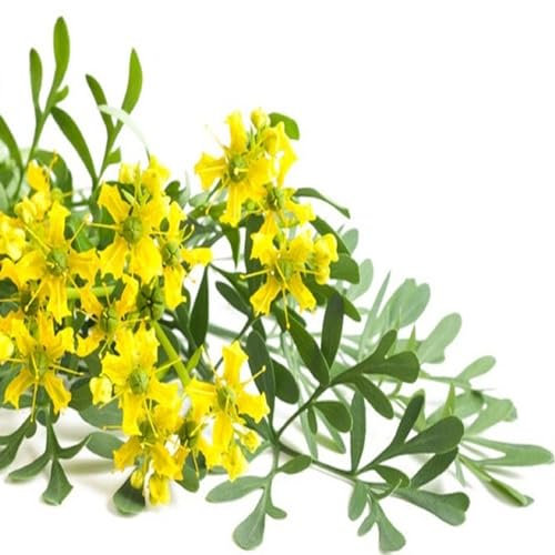 100 Semillas de Calle officinale (Ruta graveolens) - semillas reproducibles