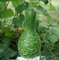 Calabaza Kobra, semillas de Cisne moteado - Lagenaria siceraria